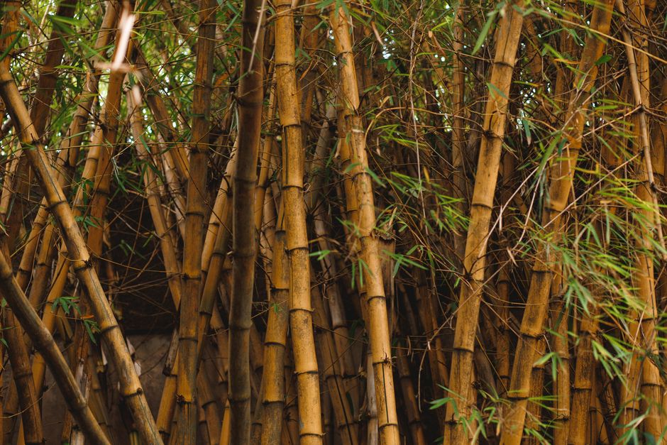 Damyang Juknokwon (Bamboo Forest), South Korea