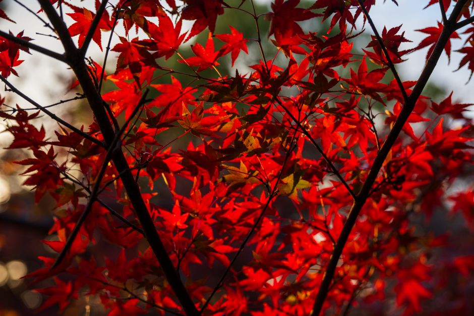 Shisendo Garden, Kyoto, Japan