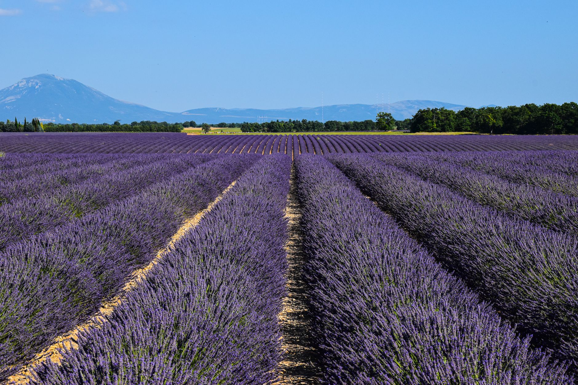 Sweeping drone view of vast lavender fields covering rolling hills in Provence under a clear blue sky, with a distant village and mountains.