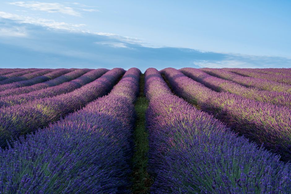 Valensole, France