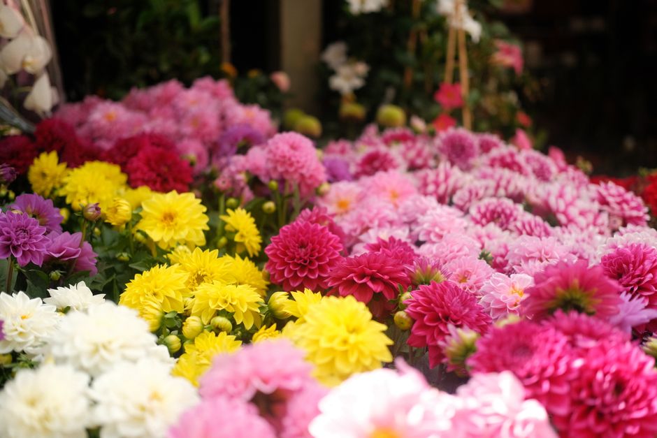 Marché aux Fleurs et aux Oiseaux Cité, Paris, France