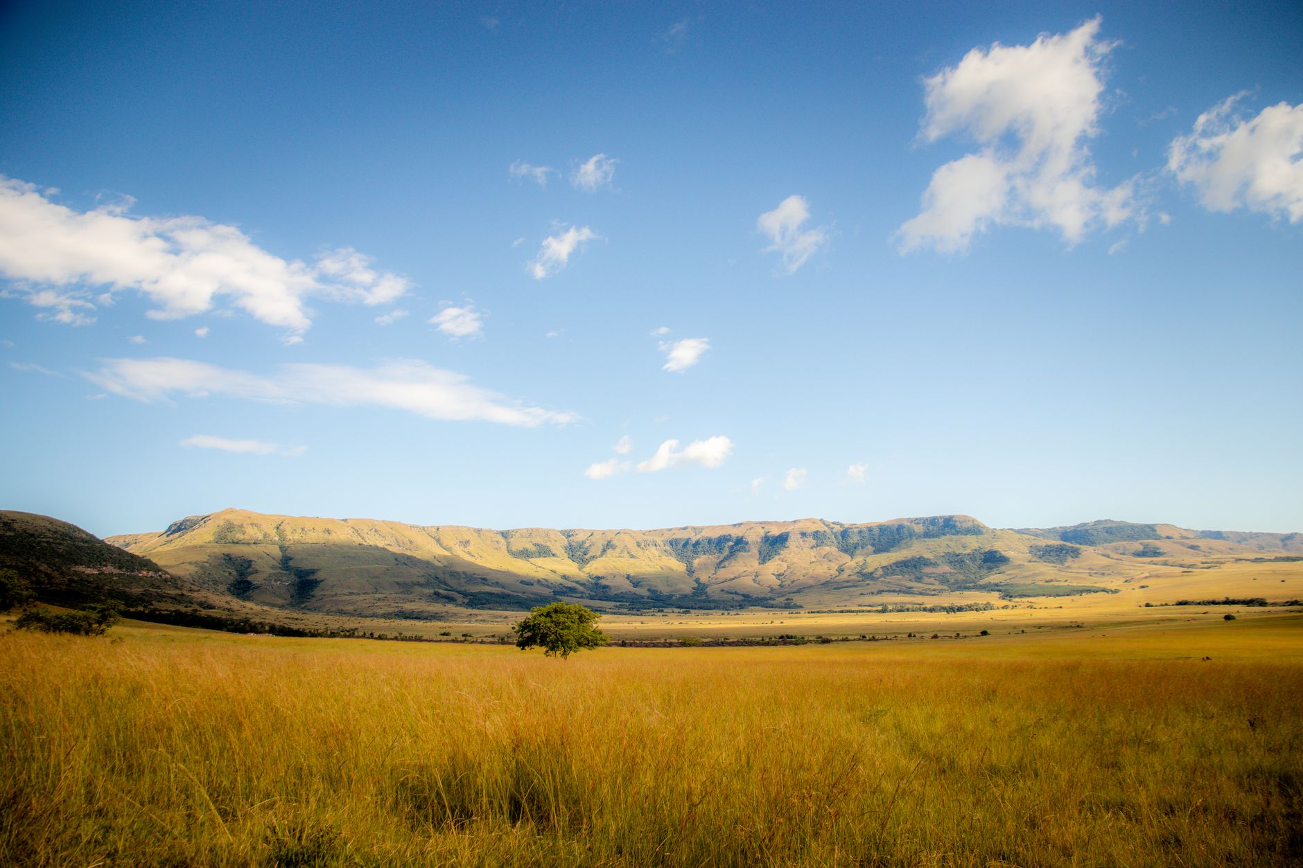 A sweeping view of a vast, slightly overgrown natural landscape, hinting at hidden stories and historical depths.