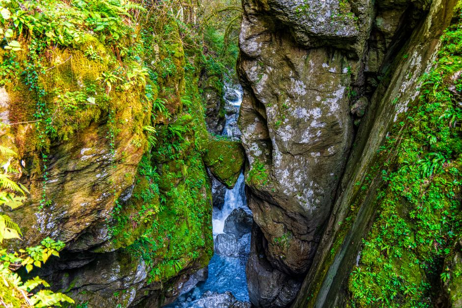 Prairie Creek Redwoods State Park, USA