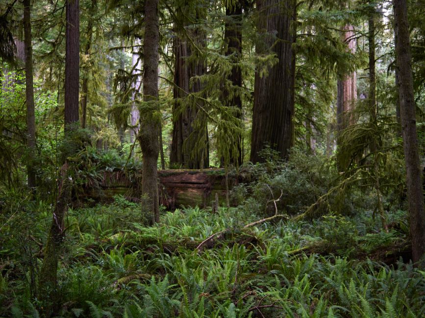 Jedediah Smith Redwoods State Park, USA