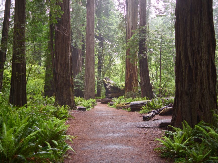 Jedediah Smith Redwoods State Park, USA