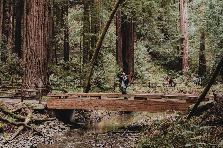 Redwood National Park, USA