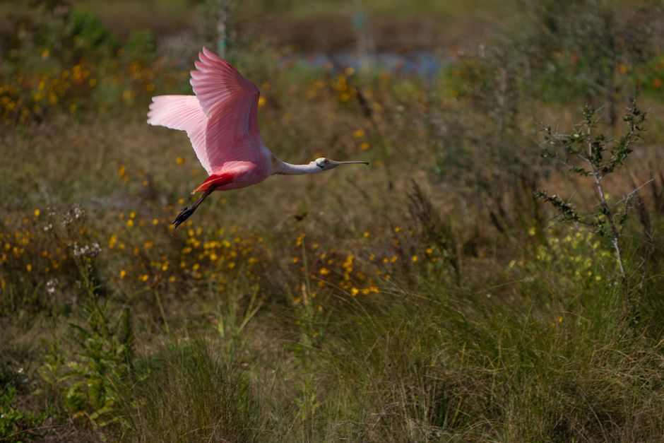 Harris Neck National Wildlife Refuge, Georgia, USA