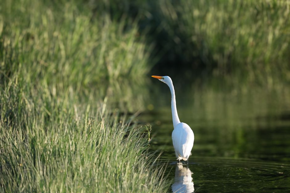 Chantry Island Bird Sanctuary, Southampton, Canada