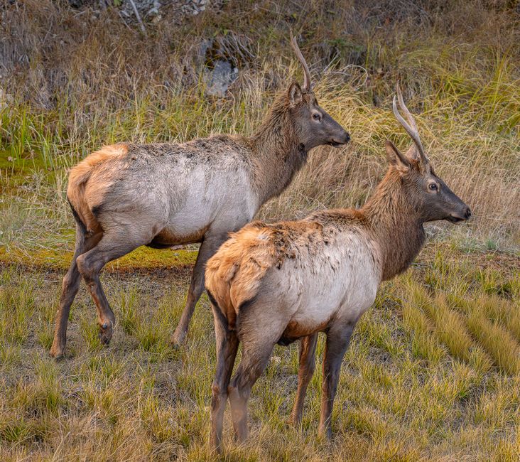 Arvada, Colorado, United States