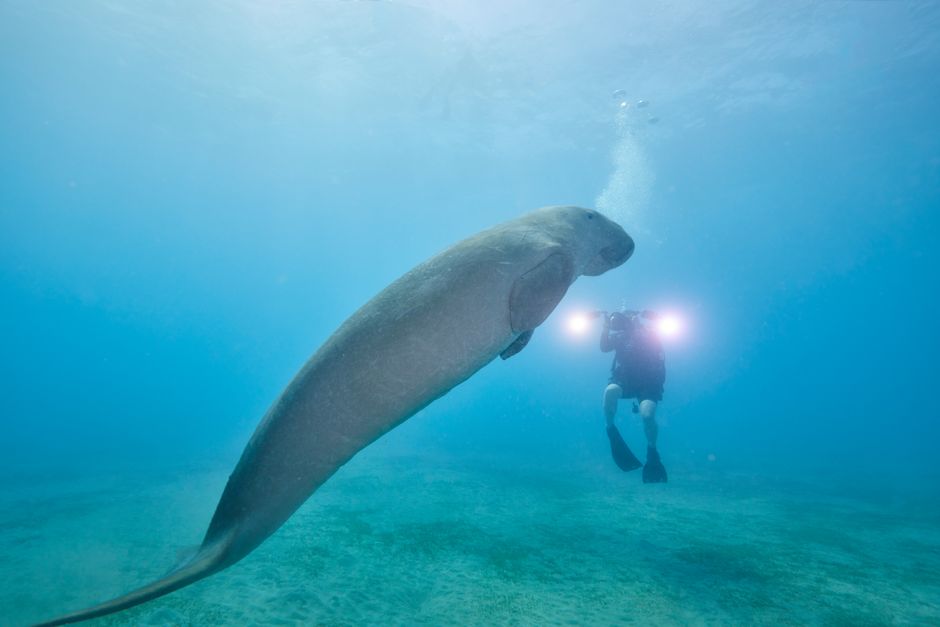 Koh Libong, Thailand