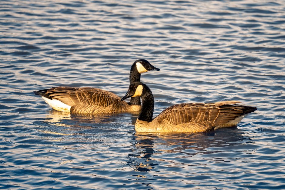 Morrisburg, Canada