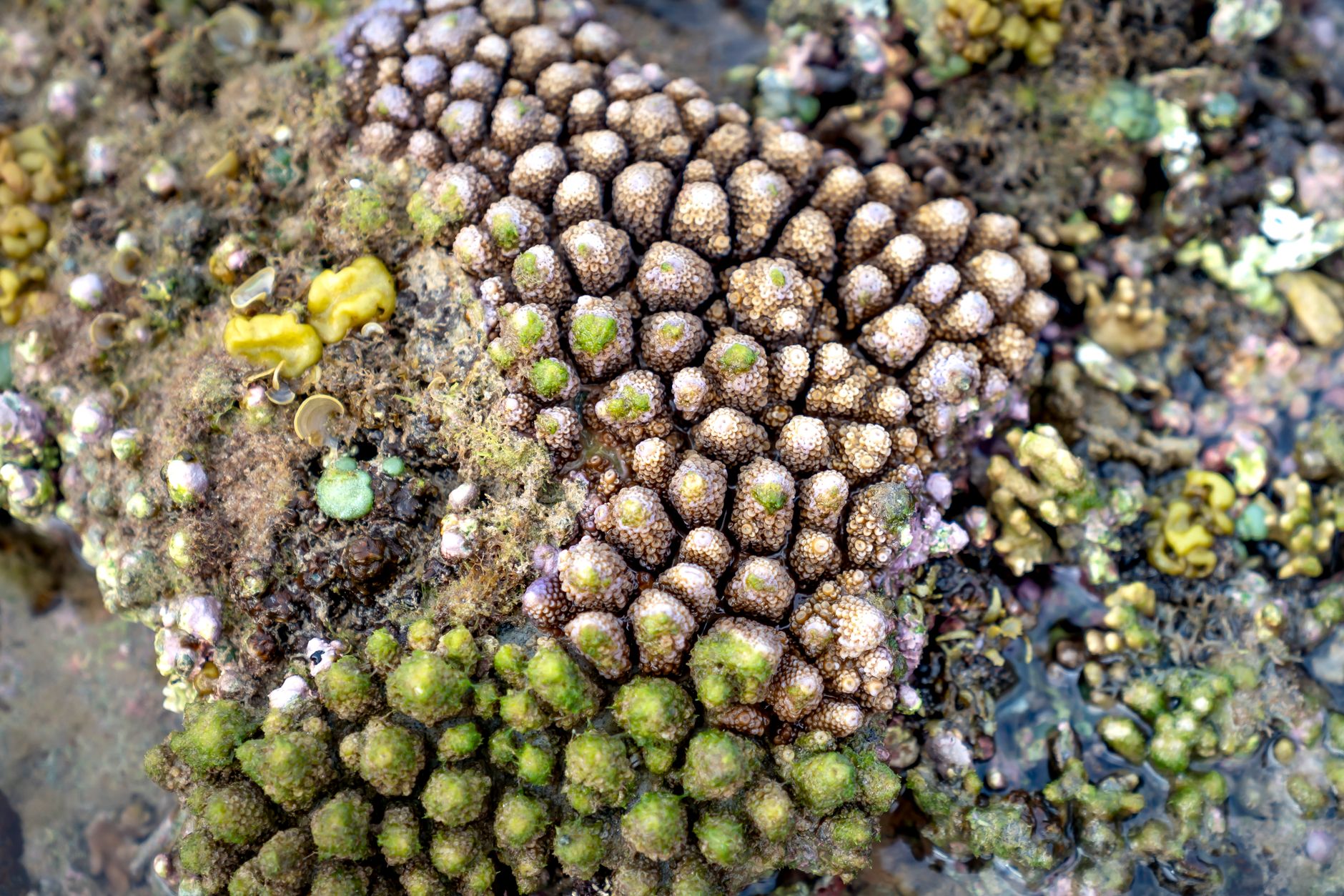 La Jolla, USA