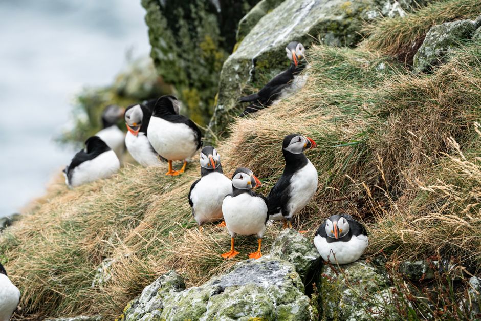 Rathlin Island, Northern Ireland