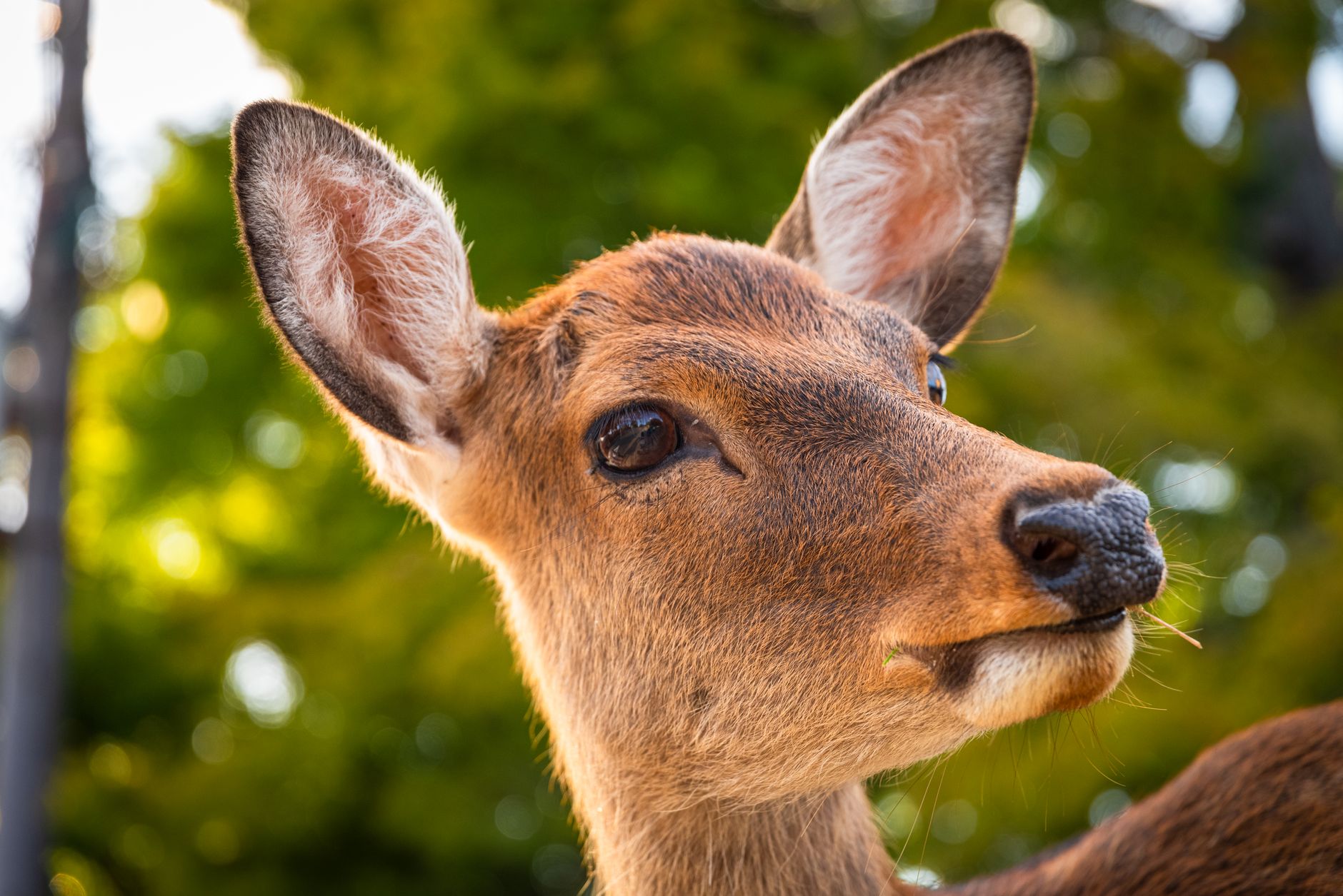 Uncover Nara's Hidden Gems for Deer Lovers: Tranquil Encounters