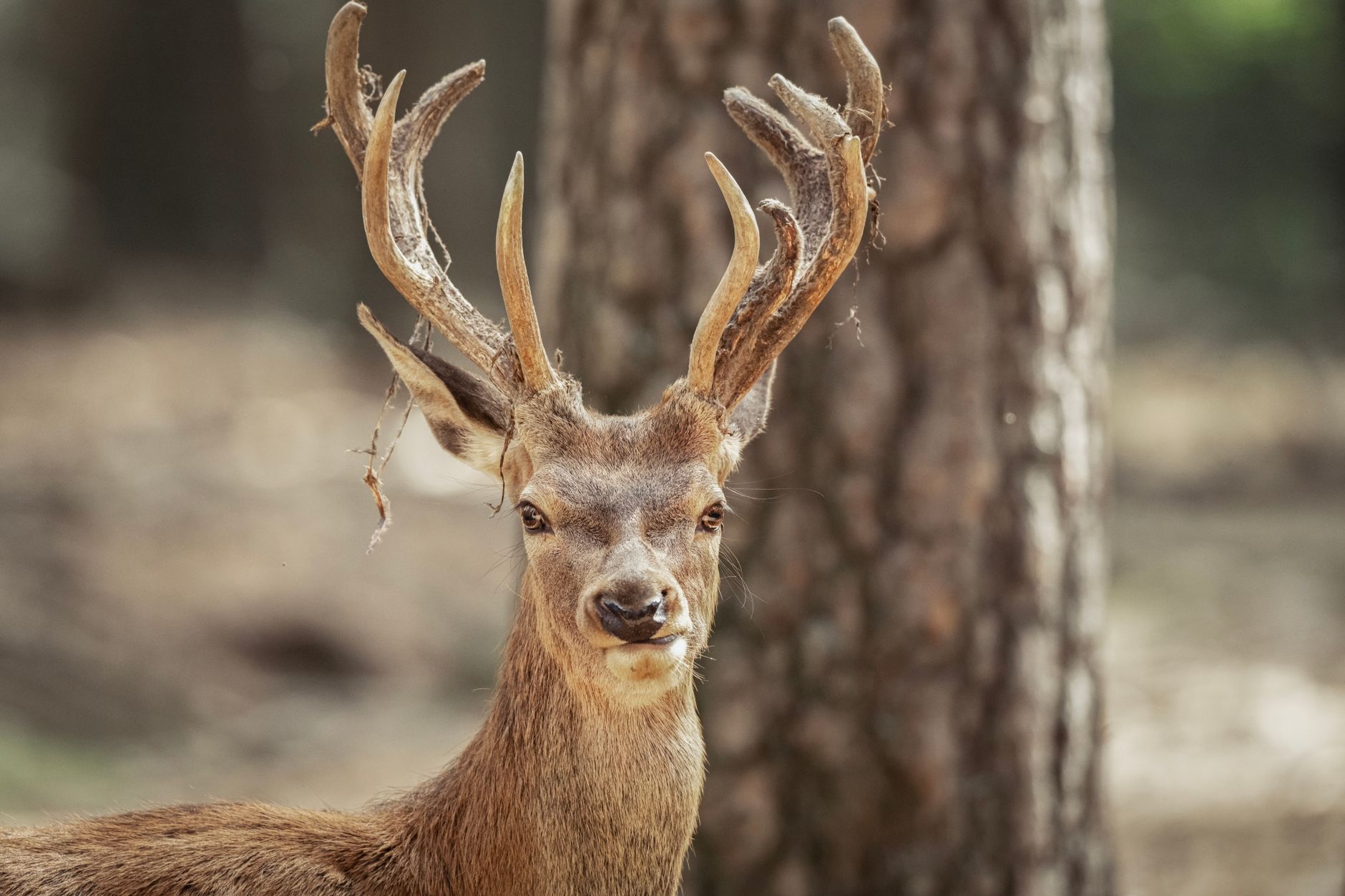 Mount Wakakusa, Nara, Japan