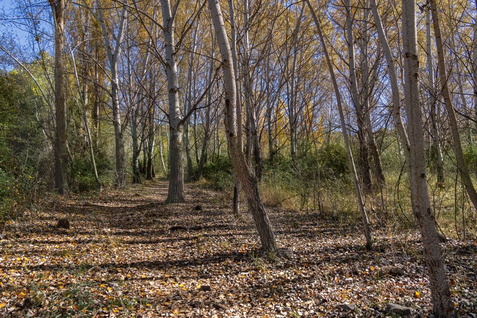 Huerta de la Partida (Casa de Campo), Spain