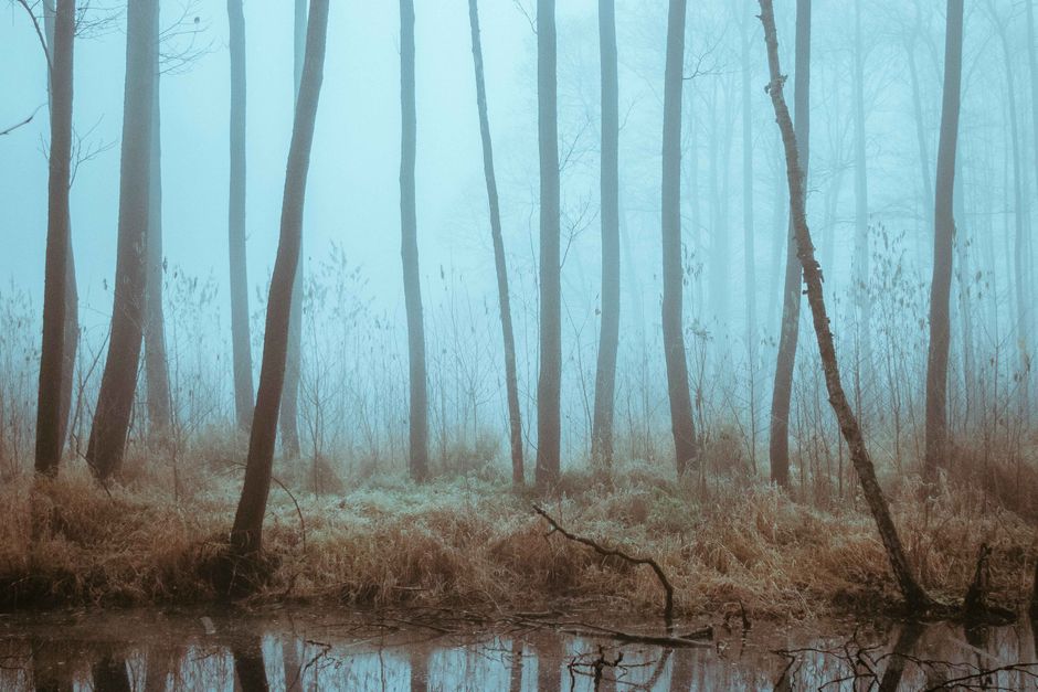 Hautes Fagnes, Wallonia