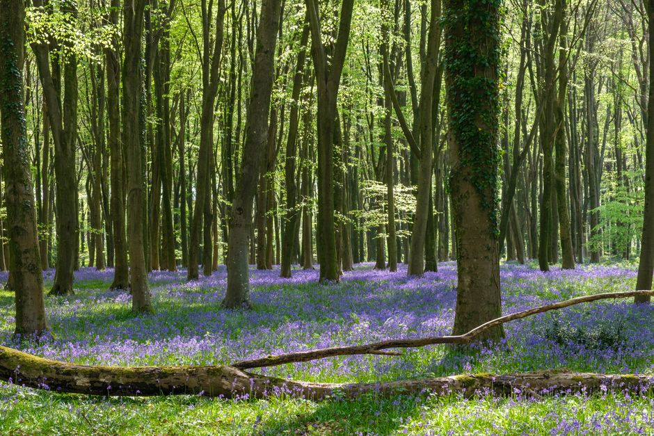 Hallerbos, Flemish Brabant