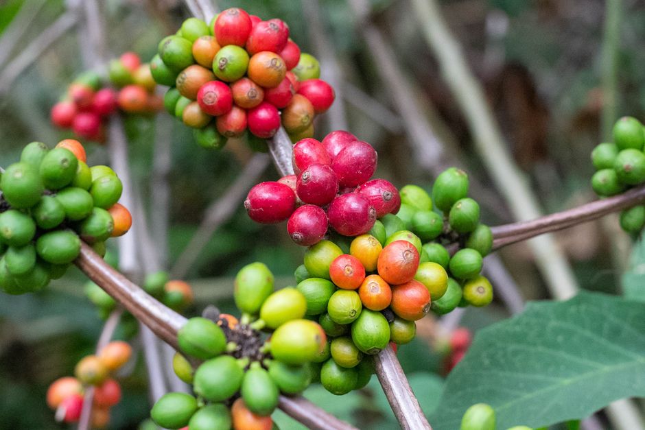 Minca, Colombia