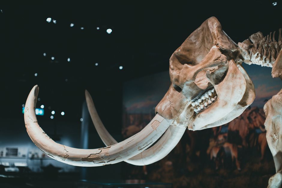 Mastodon State Historic Site, Missouri, USA