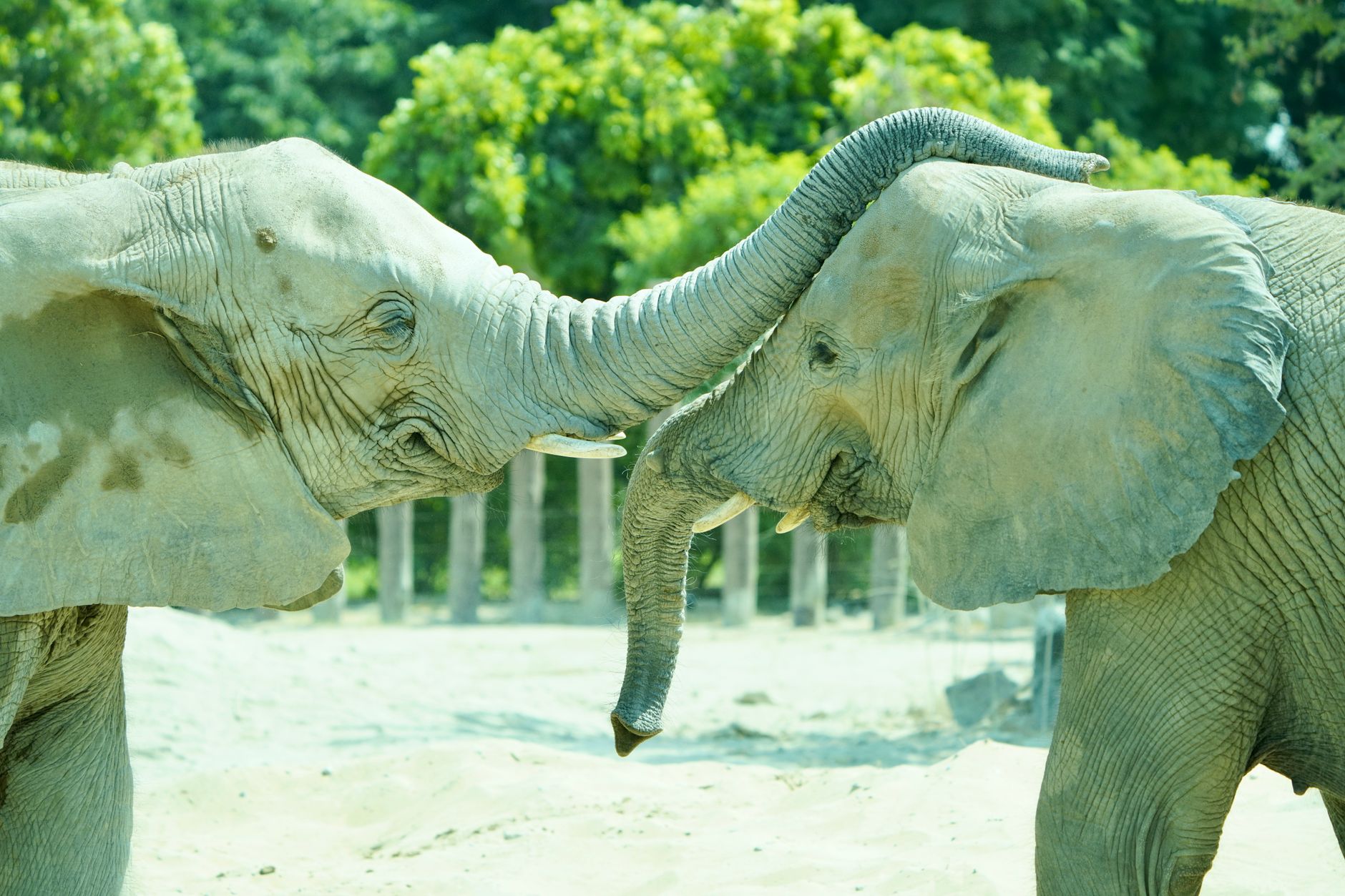 Lucy the Elephant, Margate City, USA