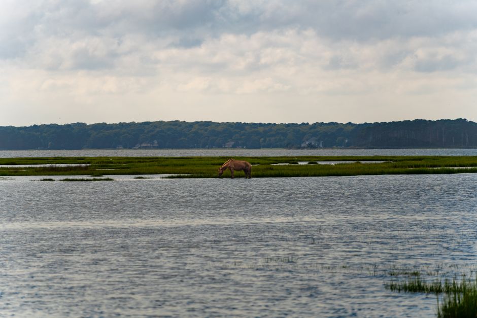 Chincoteague Island, Virginia, USA