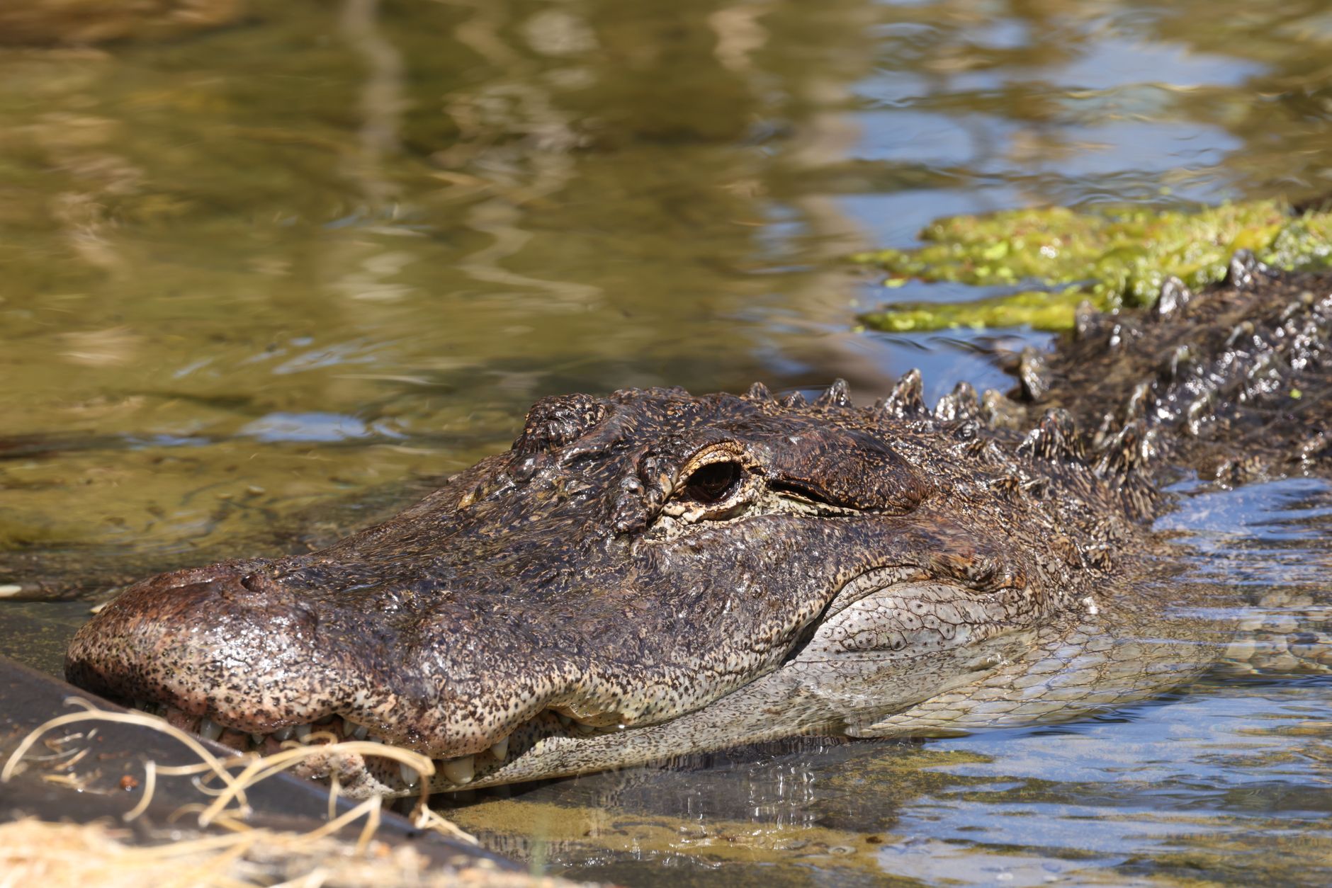 Myakka River State Park, Florida, USA