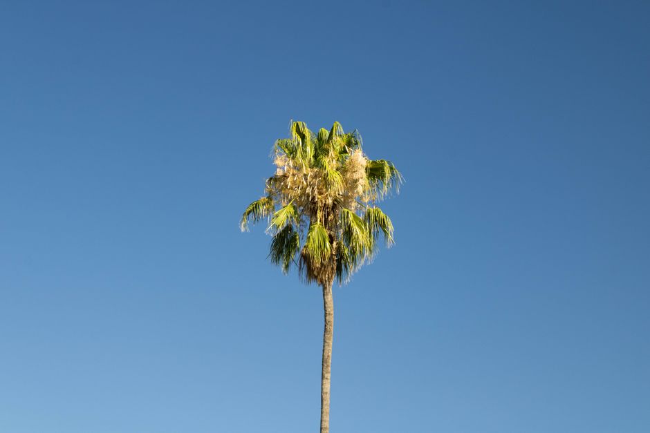 Coachella Valley Preserve (Thousand Palms Oasis), Thousand Palms, USA