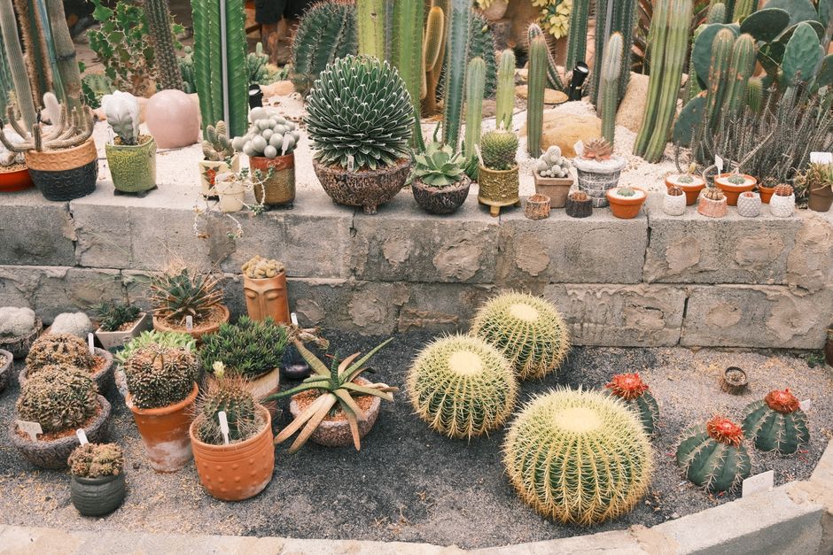 Moorten Botanical Garden, Palm Springs, USA