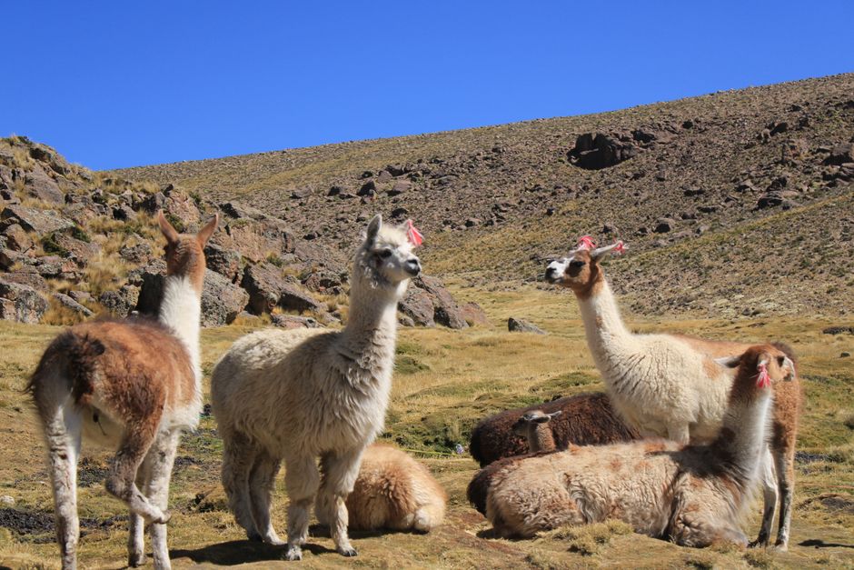 Chivay, Peru