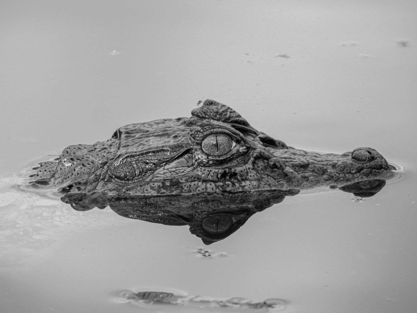 Pantanal, Mato Grosso do Sul, Brazil