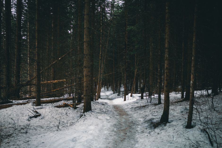 Cypress Hills Interprovincial Park, Saskatchewan/Alberta, Canada