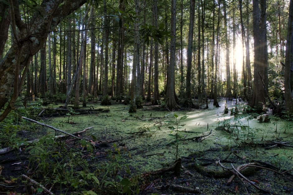 Okefenokee Swamp National Wildlife Refuge, Georgia/Florida, USA
