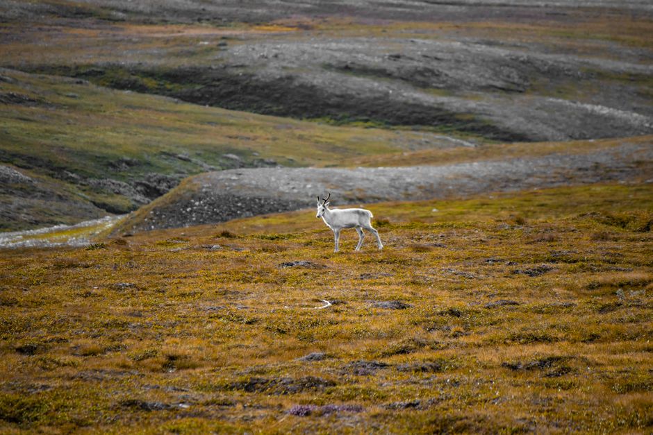 Bering Land Bridge National Preserve, USA
