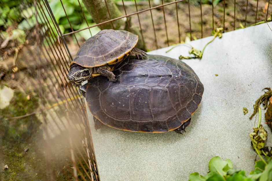 El Verde Camacho Turtle Sanctuary, Sinaloa, Mexico