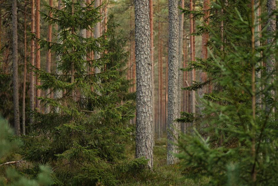 Rokua Geopark, Finland