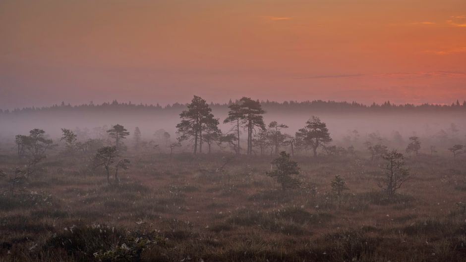Patvinsuo National Park, Finland