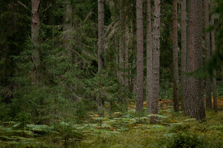 Seitseminen National Park, Finland