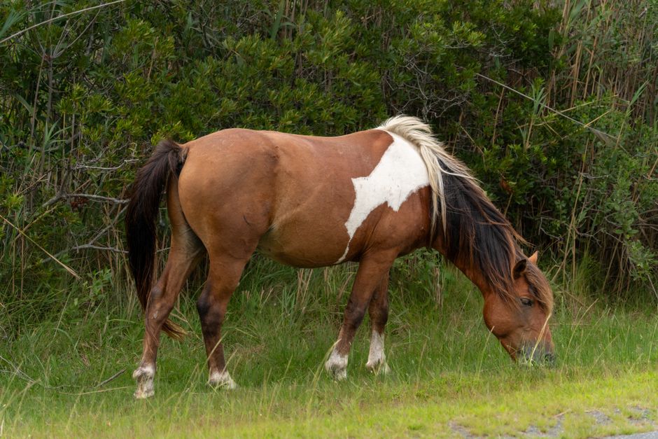 Assateague Island, Maryland/Virginia, USA