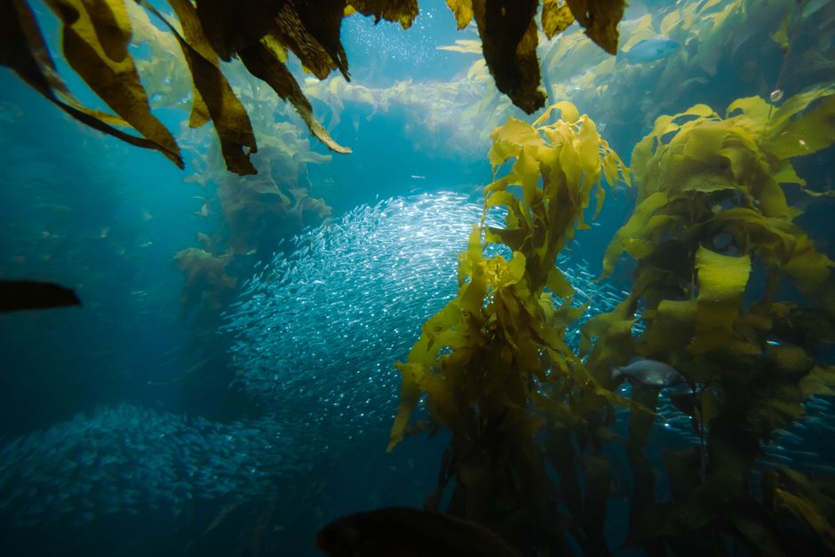 Channel Islands National Park, California, USA