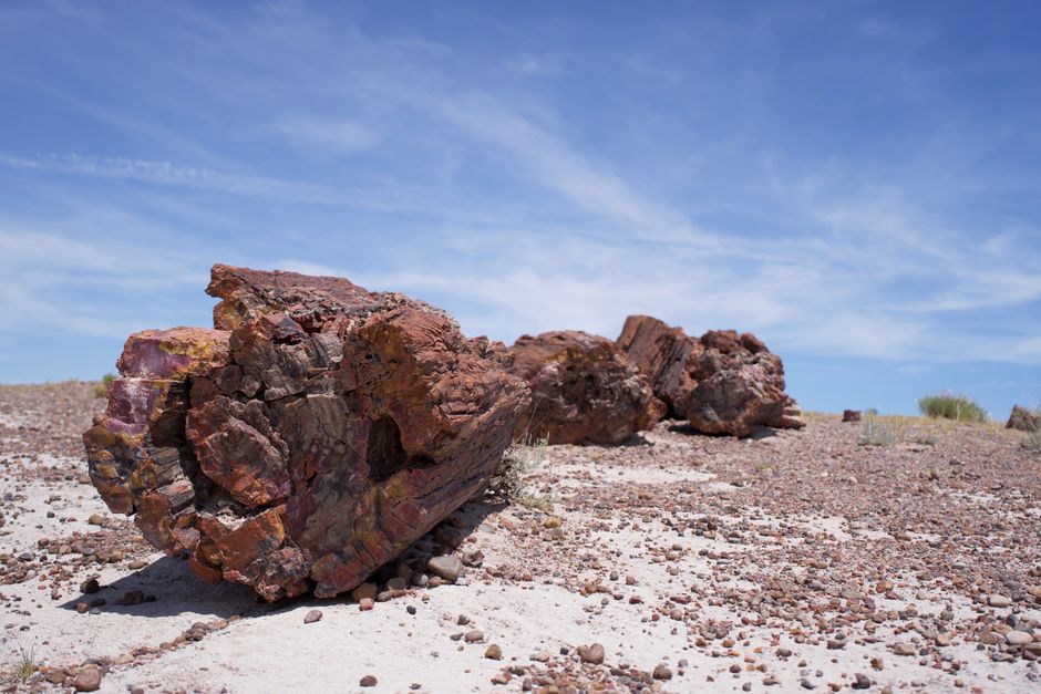 The Petrified Forest of Mississippi, Flora, Mississippi, USA