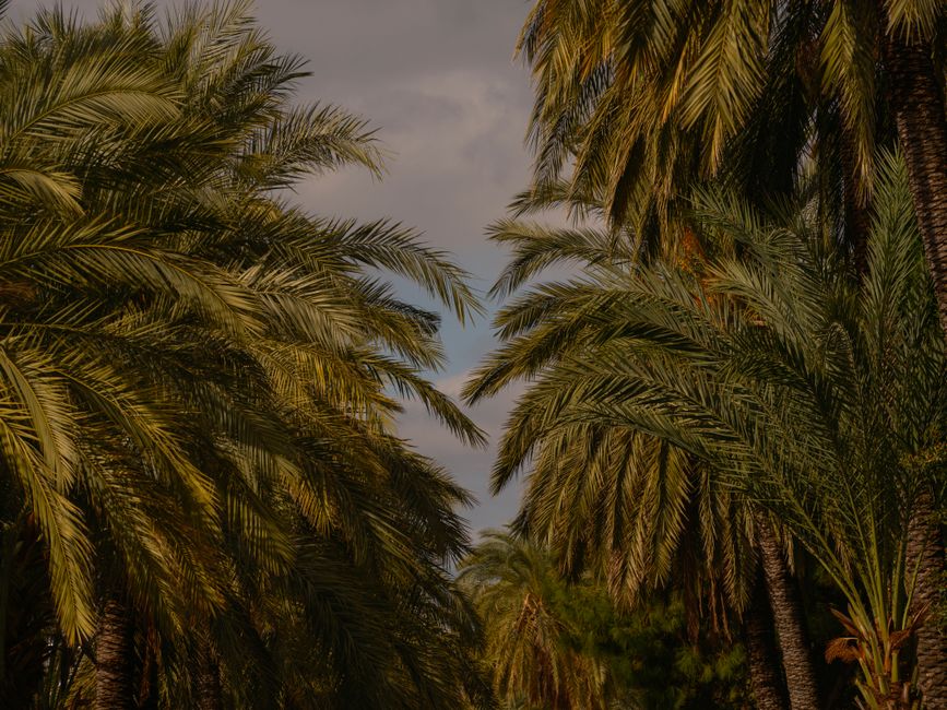 Siwa Oasis, Egypt