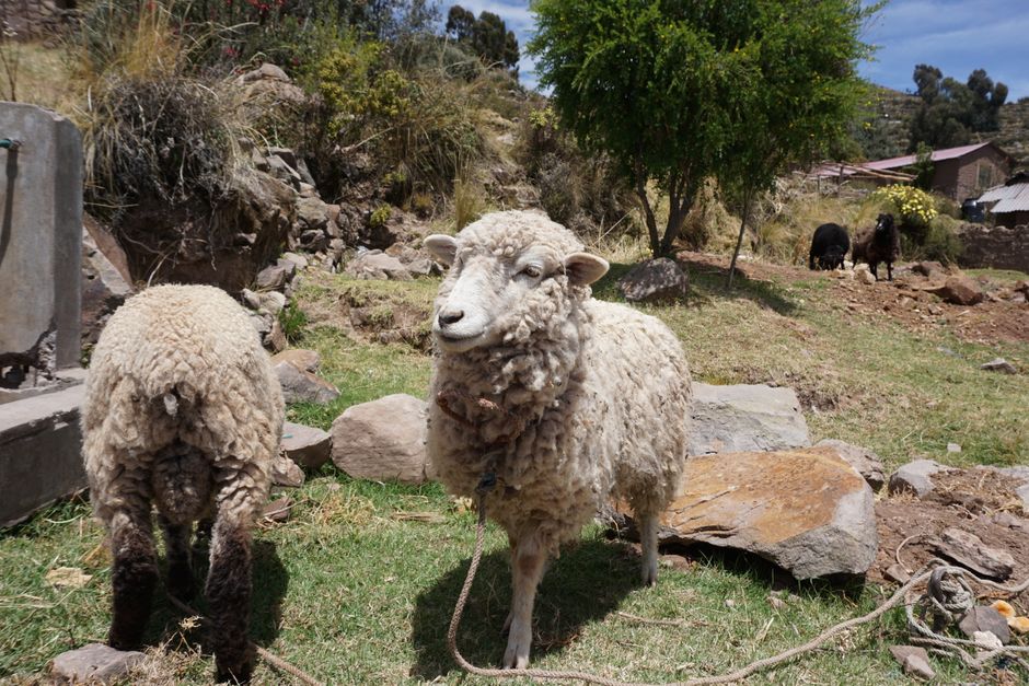 Puno Region, Lake Titicaca, Peru