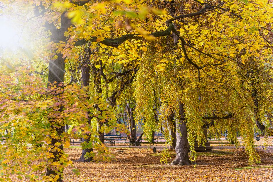 Parc La Fontaine, Montreal, Canada