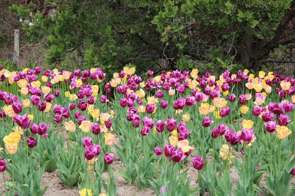 Niagara Parks Botanical Gardens, Niagara Falls, Ontario, Canada