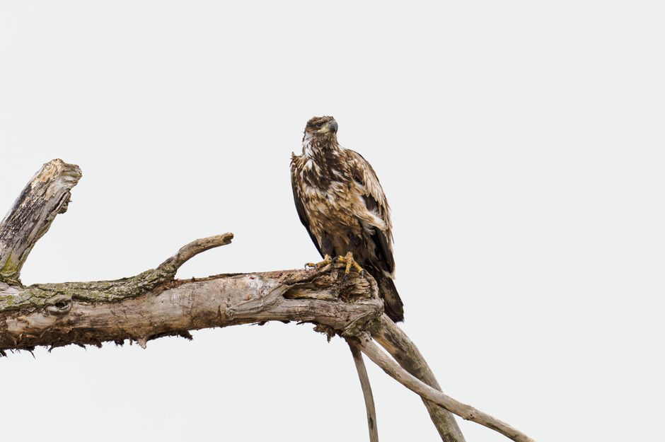 Blackwater National Wildlife Refuge, Maryland, USA