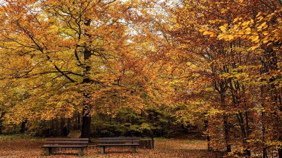 Catoctin Mountain Park, Maryland, USA