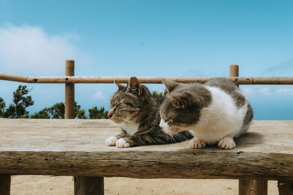 Tashirojima, Japan