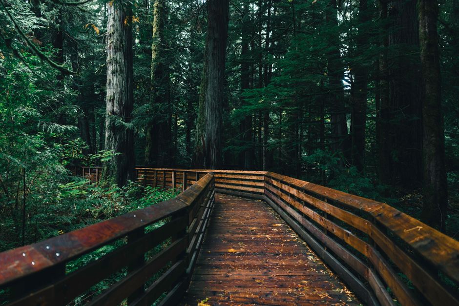 Congaree National Park, USA
