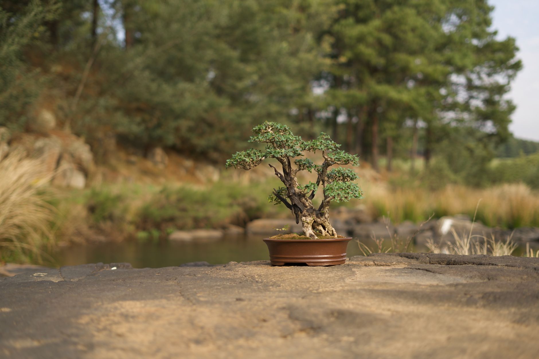 Parque de la Represa & Bonsai Museum, Marbella, Spain